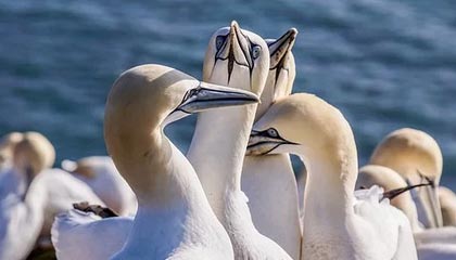 AYX官网-勒沃库森新援首次进球，勒沃库森新帅