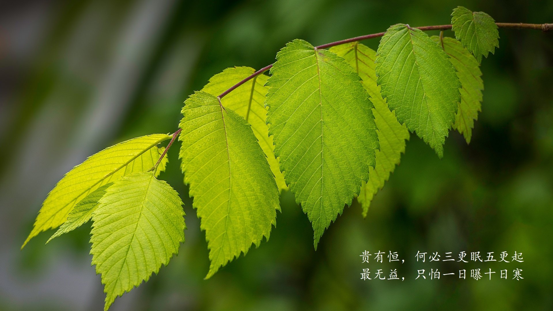 哥伦比亚女足在巴黎奥运会上展示了高水平的比赛状态，哥伦比亚足球美女