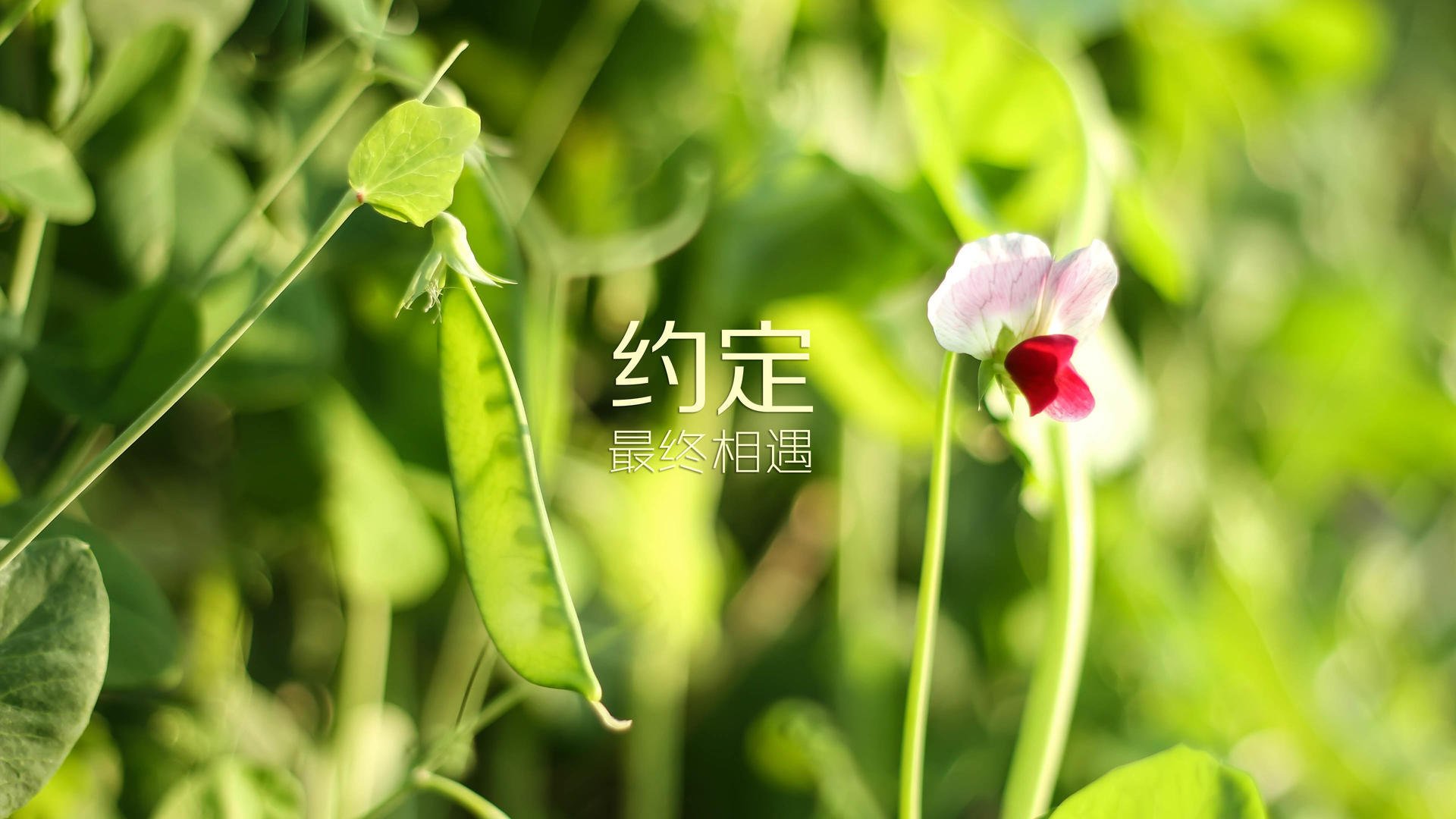 王牌队战术调整见成效，王牌战队口号大全