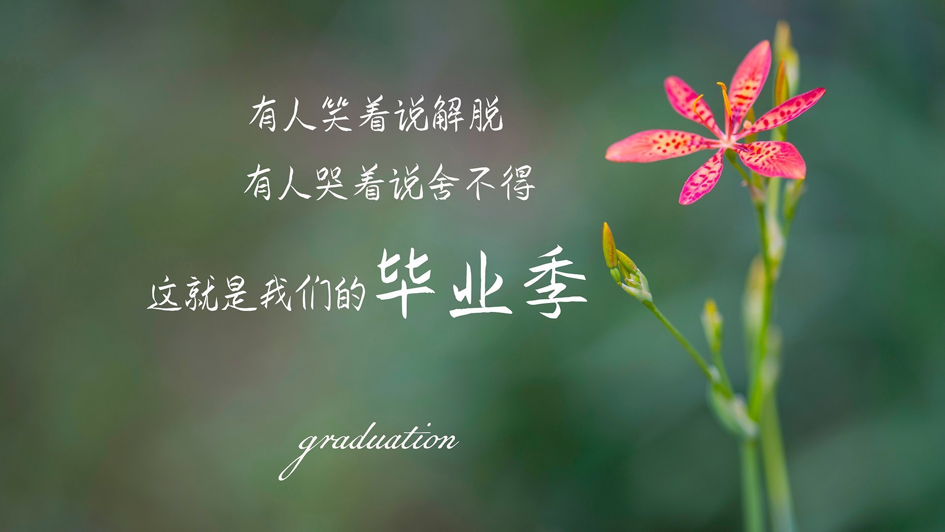 里尔主场大胜安格斯，领先优势巩固，里尔主场叫什么