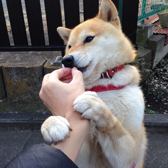 篮球专项技能训练标准体系建设，篮球专项训练方法和手段