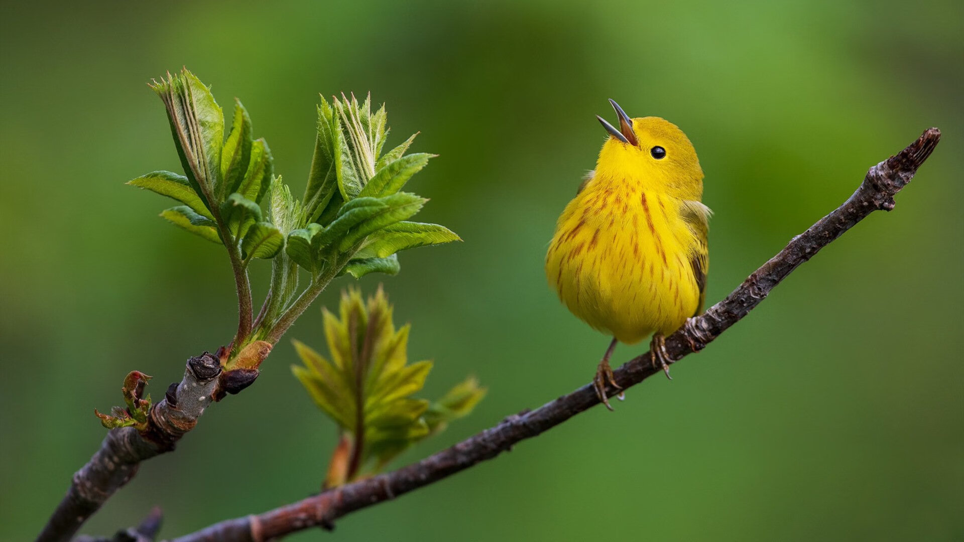 中国三人篮球男队提升防守效率,中国三人篮球队员