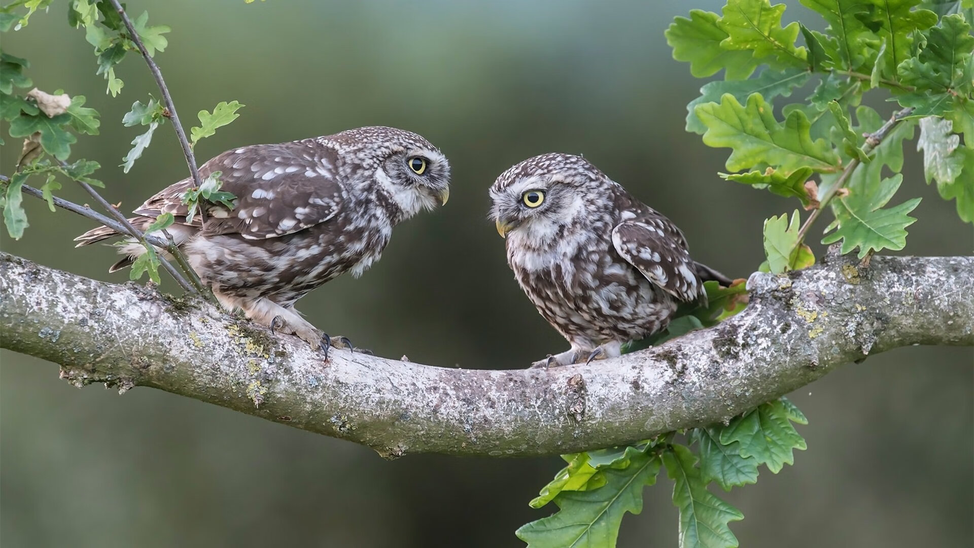 AYX体育官网-亚冠联赛中国足球逆袭 球员拼搏精神被赞扬，中国足球亚冠征战史