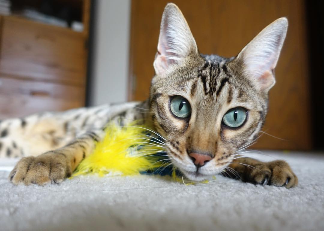 爱游戏官方网站-美国队未来发展策略：如何将青训与国际赛事相结合，美国队优势项目