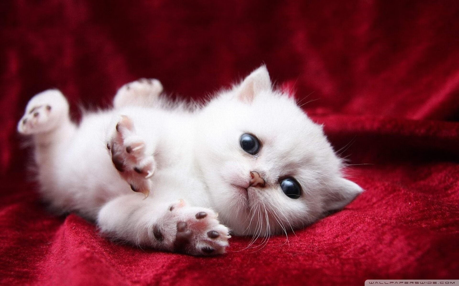 美国队未来发展策略:如何将青训与国际赛事相结合,美国队优势项目