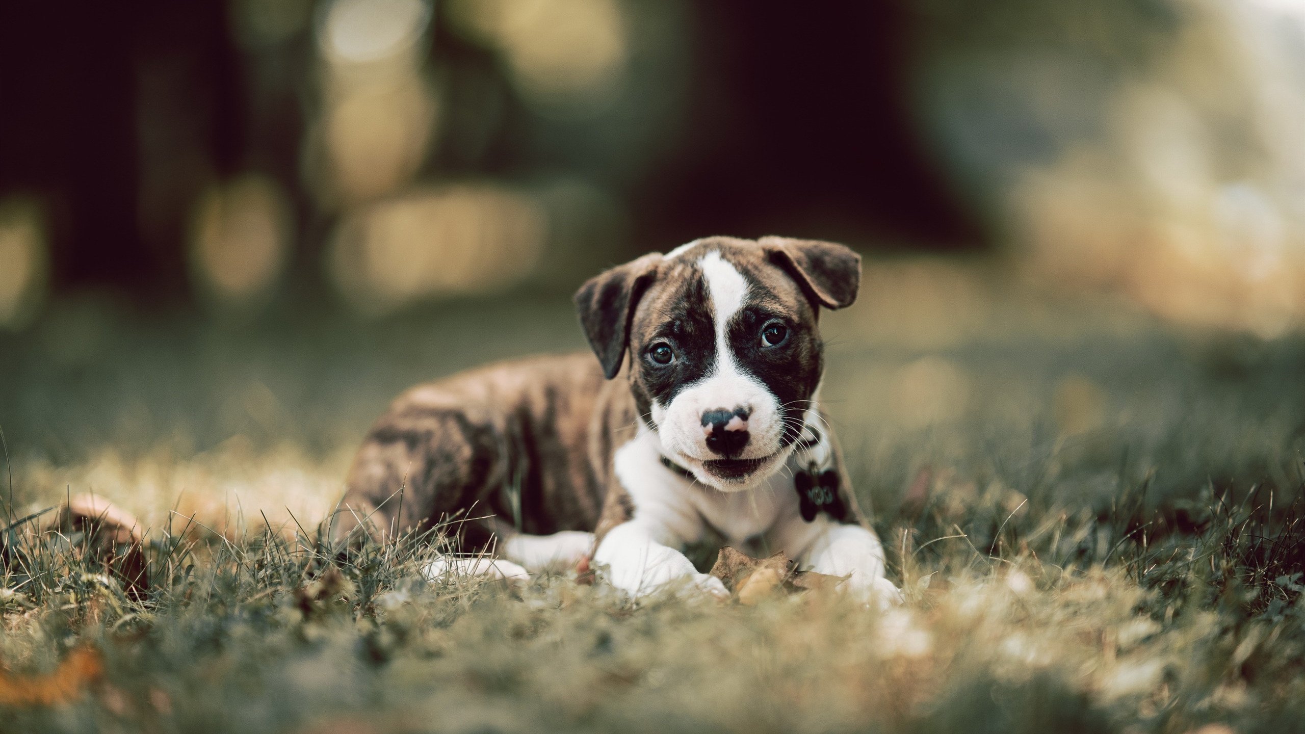 “马科斯·梅特罗：阿根廷美洲狮队的后防英雄，未来再创辉煌”