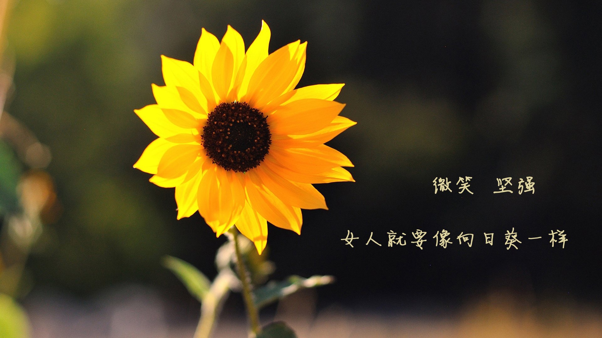 爱游戏下载-全国健身操舞推广计划正式启动覆盖超百所高校，学生健身操舞推广体系