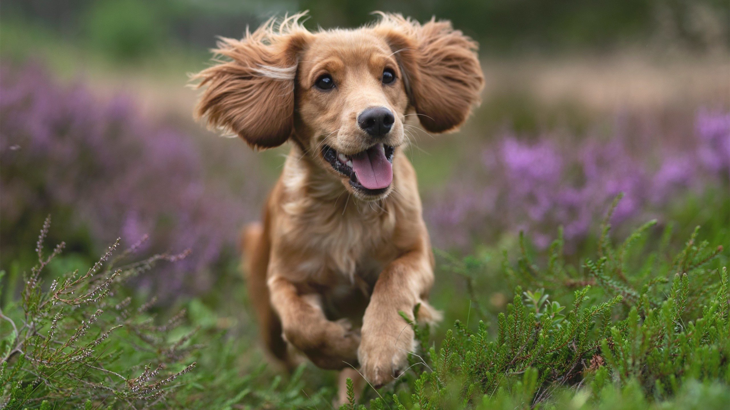 维尔·冯·威克：南非队的锋线引擎，他的进攻总是能打破防守封锁