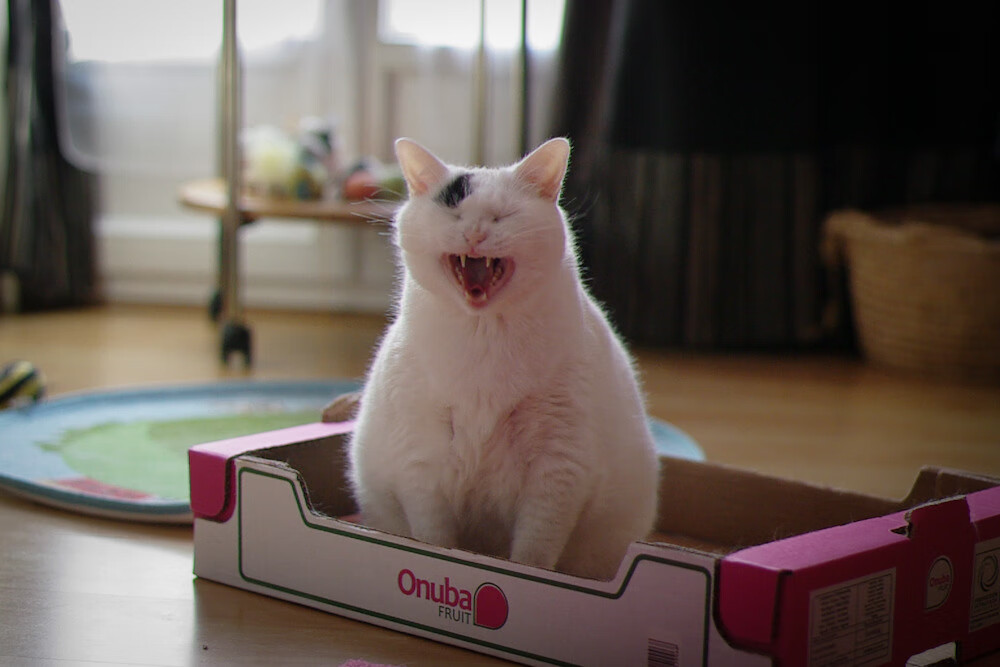 职业联赛赛程调整优化观赛体验兼顾球员恢复周期，职业联赛俱乐部