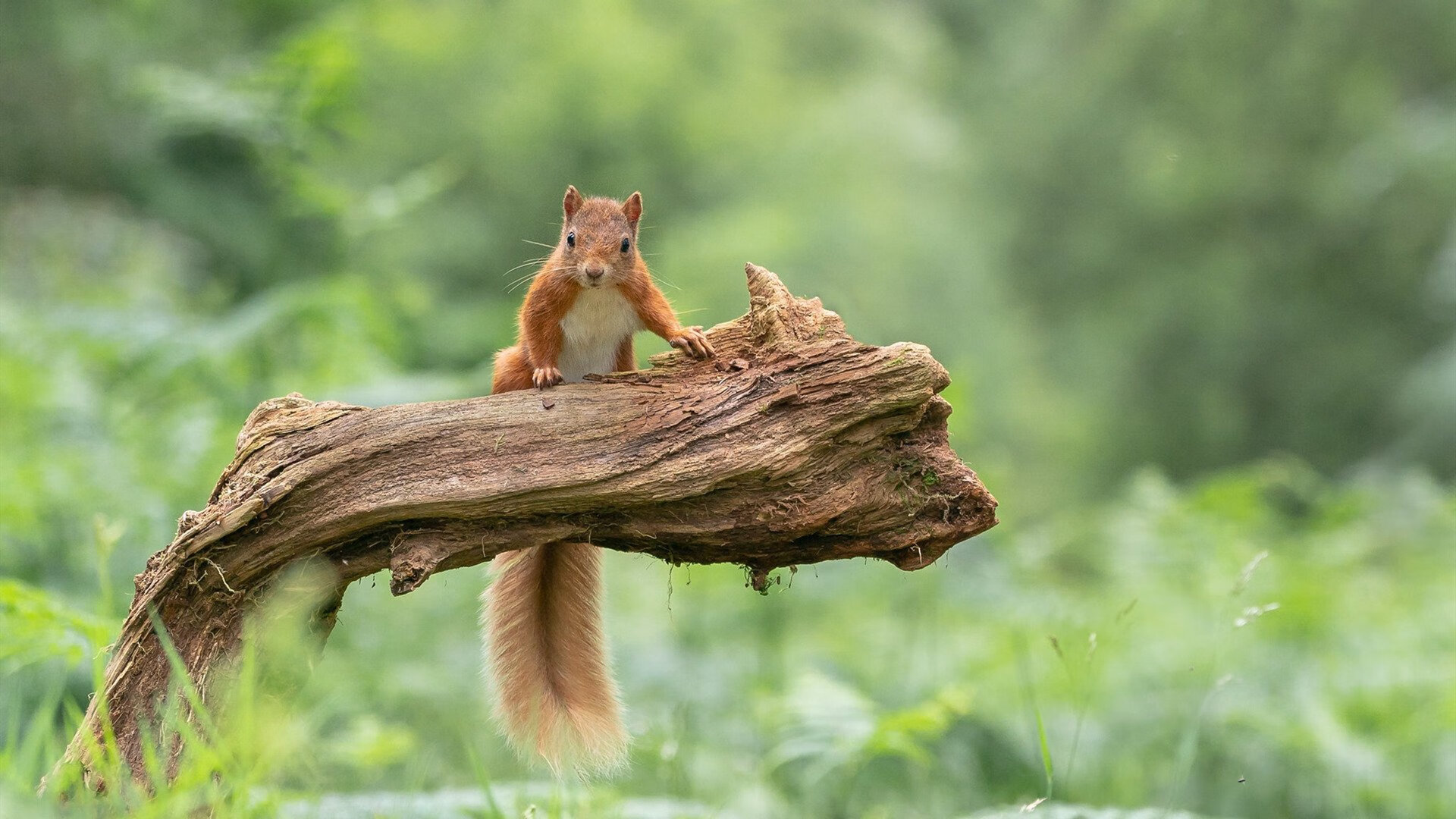 跳水组合协作紧密韩国晋级四强,韩国跳水2021