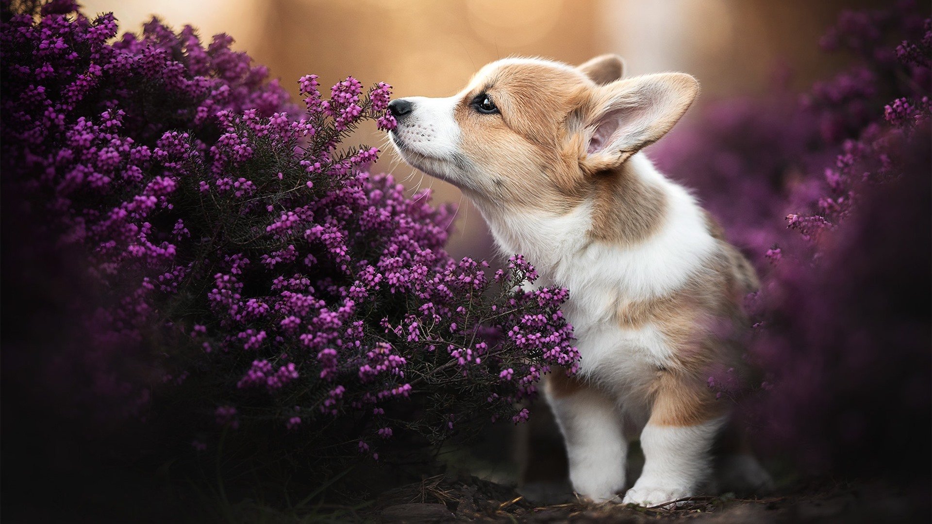 隆戈：从草根到传奇，乔纳·隆戈成为全黑队不朽的符号，隆戈莱斯陈酿干红