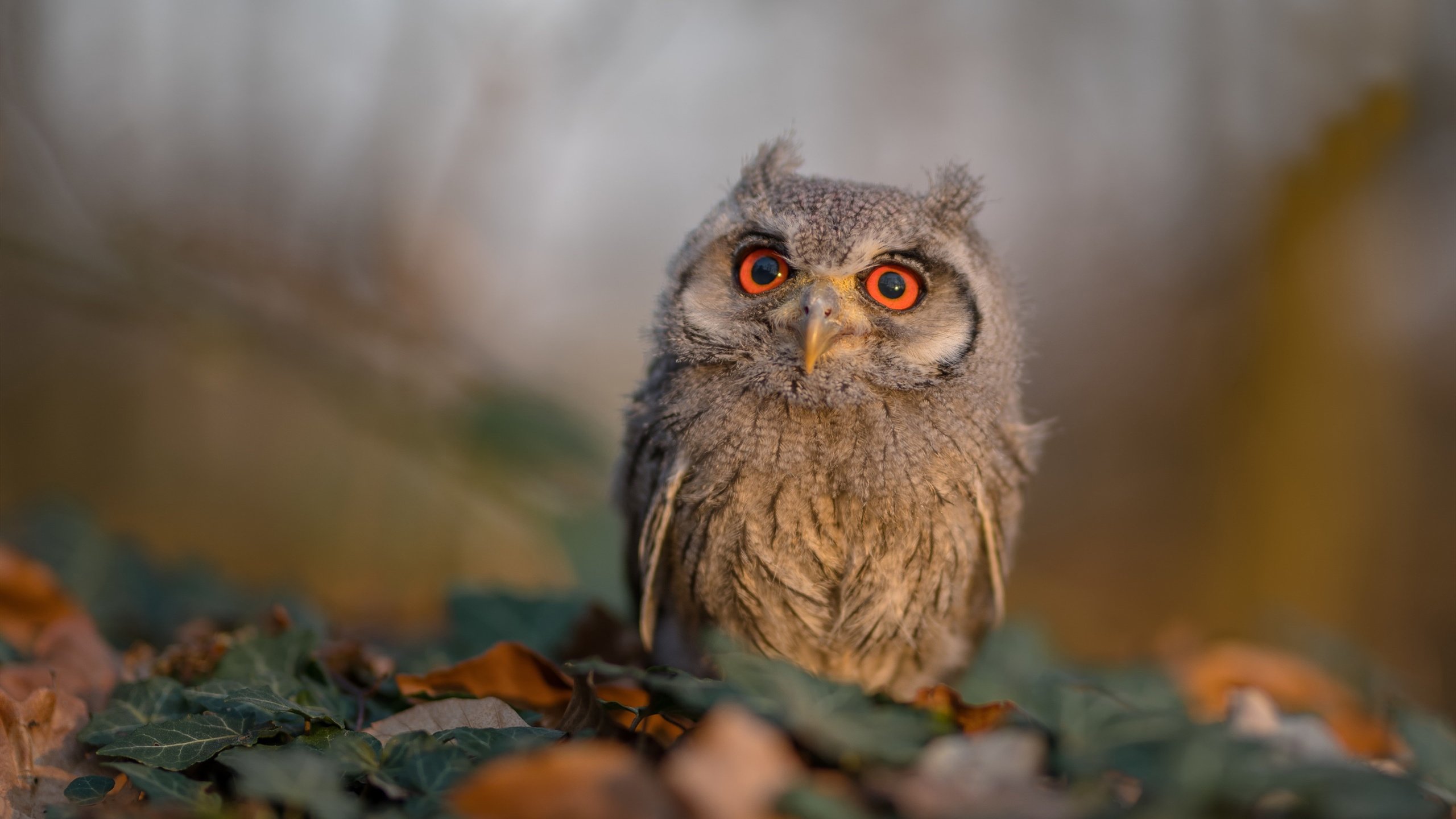 高校篮球队备战全国联赛训练安排科学体能战术兼顾，学院篮球联赛